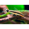 Otosek - Otocinclus affinis